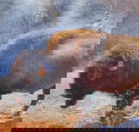 Private VIP Boutique Yellowstone Day Tour from Bozeman - Accommodation Dallas