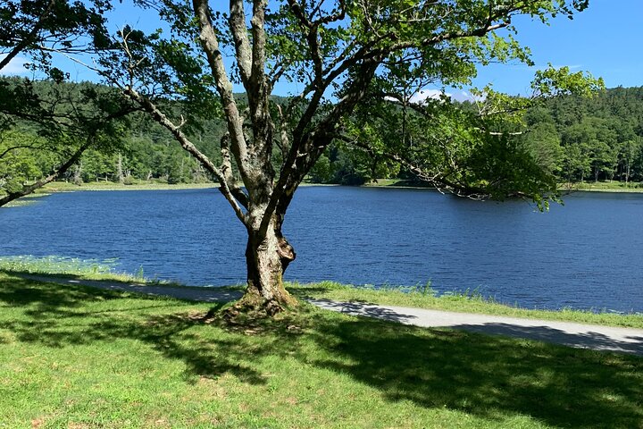 Horse And Carriage Ride Through Moses H. Cone Park - thumb 1