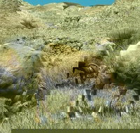 Private VIP Boutique Day Tour of Mt. Rushmore and The Badlands - Accommodation Dallas