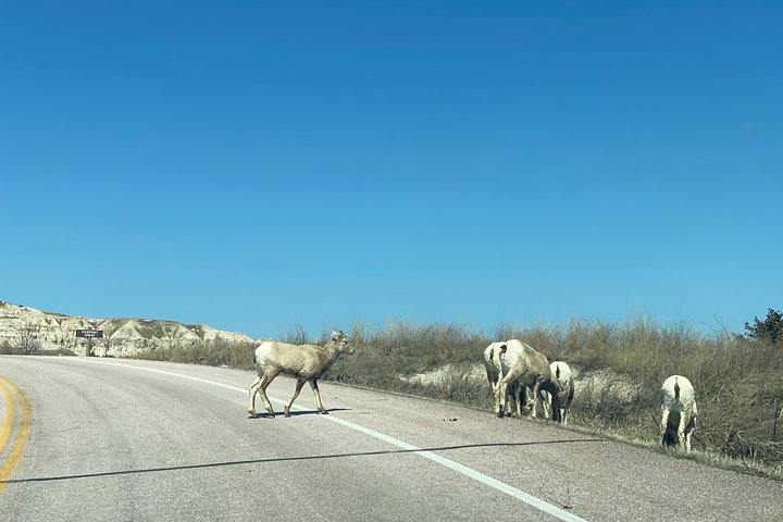 Private VIP Boutique Day Tour Of Mt. Rushmore And The Badlands - thumb 1