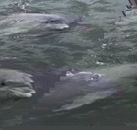 90-Minute Private Dolphin Tour in Hilton Head Island - Accommodation Dallas