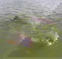 Hilton Head Disappearing Island Dolphin Tour - Accommodation Dallas