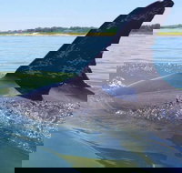 Hilton Head Jet Ski Adventure - Accommodation Dallas