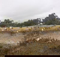 Private Badlands National Park Day Tour - Accommodation Dallas