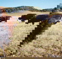 Private Mt Rushmore  Southern Black Hills Tour - Accommodation Dallas