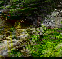 Sea Kayak and Mountain Bike Adventure near Olympic National Park - Accommodation Dallas