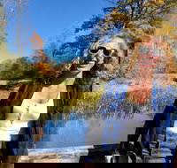 Scenic Guided Motorcycle Tours by MotoPlaN8 Handlebars - Accommodation Dallas