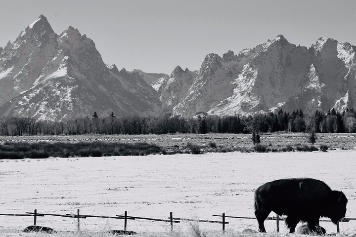 Grand Teton Winter Wildlife Tour - thumb 0
