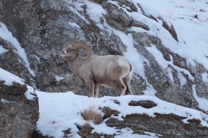 Grand Teton Winter Wildlife Tour - thumb 2