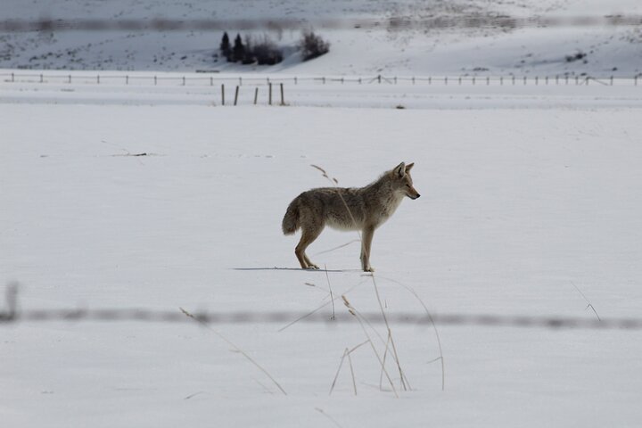 Grand Teton Winter Wildlife Tour - thumb 4