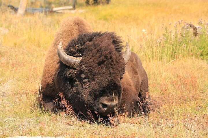 Private Yellowstone Tour: Iconic Sites, Wildlife, Easy Hiking, & Lunch Included - thumb 1