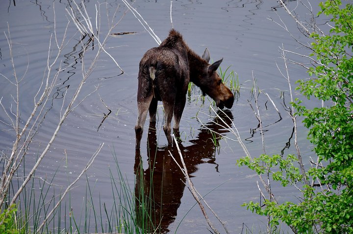 Private Yellowstone Tour: Iconic Sites, Wildlife, Easy Hiking, & Lunch Included - thumb 4