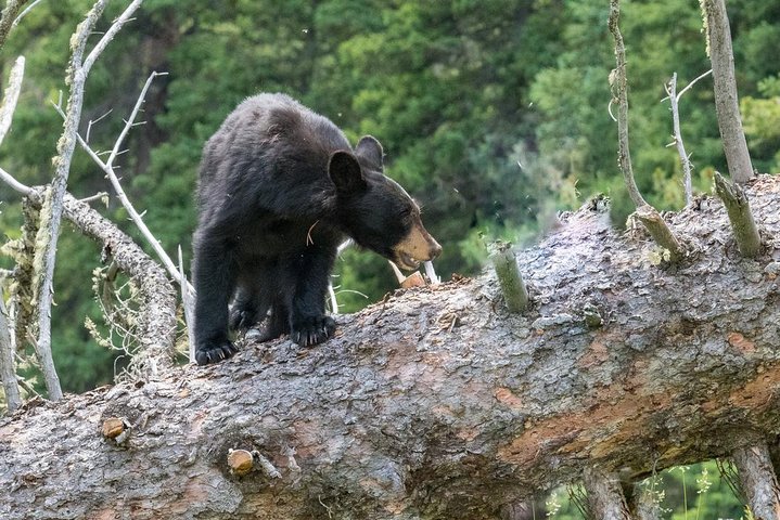 Private Yellowstone Tour: Iconic Sites, Wildlife, Easy Hiking, & Lunch Included - thumb 5