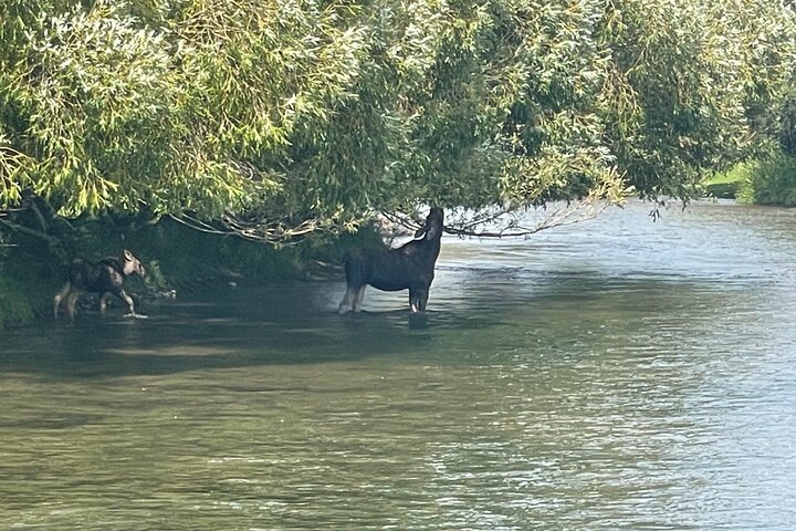 Best Of Jackson Hole And The Grand Tetons VIP Private Boutique Tour - thumb 1