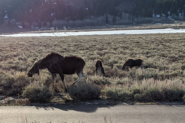 Best Of Jackson Hole And The Grand Tetons VIP Private Boutique Tour - thumb 4