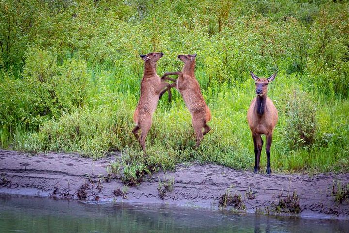 Half Day Group Sunset Wildlife Safari - thumb 2