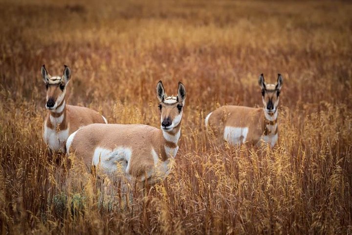 Half Day Group Sunset Wildlife Safari - thumb 4