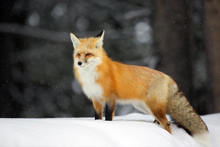 Half Day Group Sunset Wildlife Safari - thumb 5