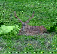 Lower Loop of Yellowstone Tours - Accommodation Dallas