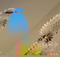 Yellowstone Lower Loop Guided Tour from Cody Wyoming - Accommodation Dallas