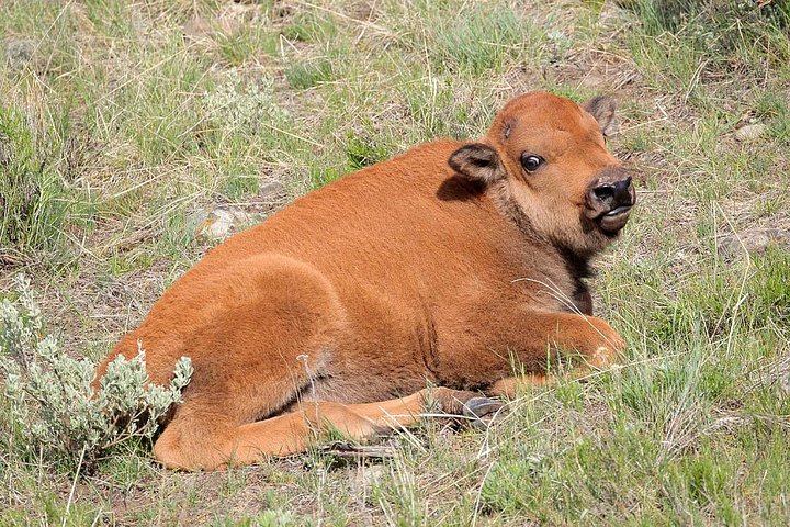 Yellowstone Lower Loop Guided Tour From Cody, Wyoming - thumb 4