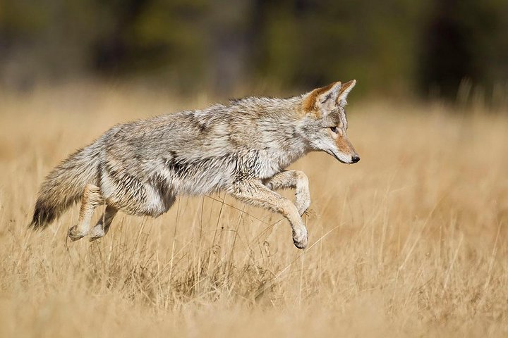 Yellowstone Custom Wildlife And Nature Tour - thumb 0