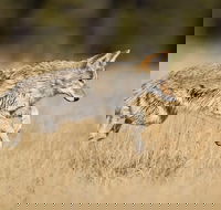 Yellowstone Custom Wildlife and Nature Tour - Accommodation Dallas