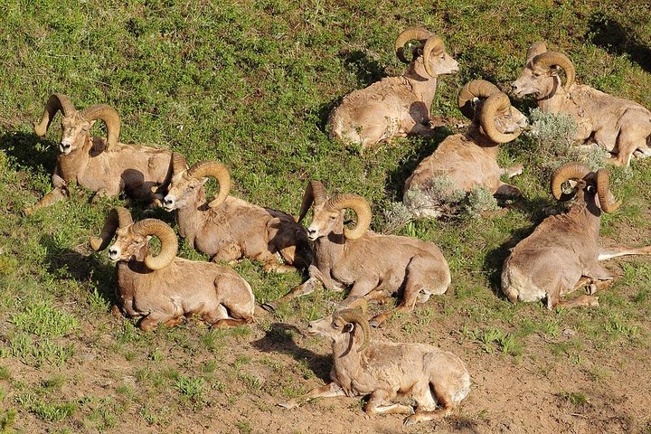 Yellowstone Custom Wildlife And Nature Tour - thumb 1