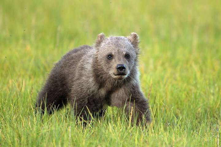 Yellowstone Custom Wildlife And Nature Tour - thumb 2