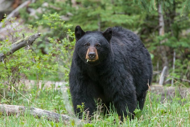 Yellowstone Custom Wildlife And Nature Tour - thumb 4