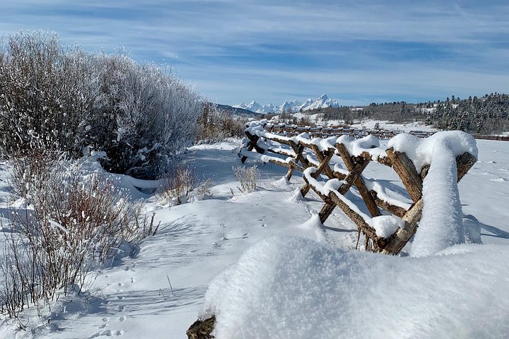 Jackson Hole Dog Sledding Adventure - thumb 0
