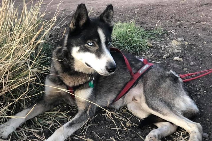 Jackson Hole Dog Sledding Adventure - thumb 4