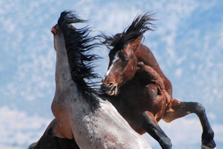 Red Canyon Wild Mustang Tour 5:30pm. - thumb 0