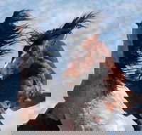 Red Canyon Wild Mustang Tour 530pm. - Accommodation Dallas