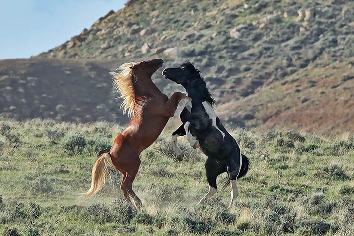 Red Canyon Wild Mustang Tour 5:30pm. - thumb 1