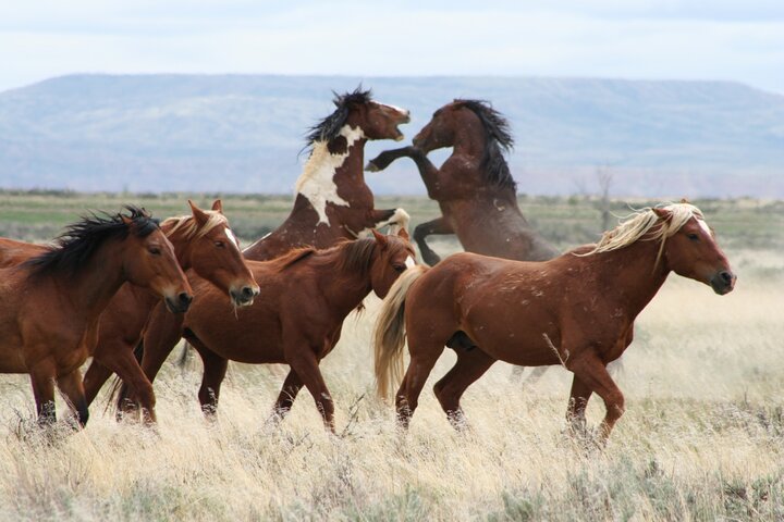 Red Canyon Wild Mustang Tour 5:30pm. - thumb 3