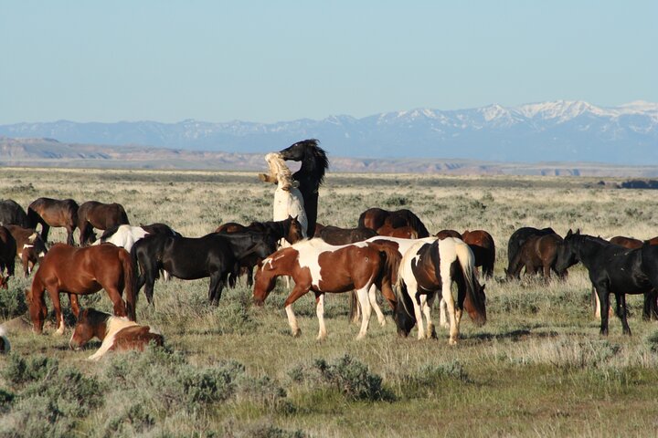 Red Canyon Wild Mustang Tour 5:30pm. - thumb 4