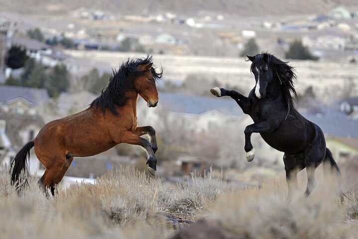 Red Canyon Wild Mustang Tour 5:30pm. - thumb 5