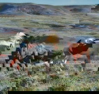 Private Red Canyon Wild Mustang Tour - Accommodation Dallas