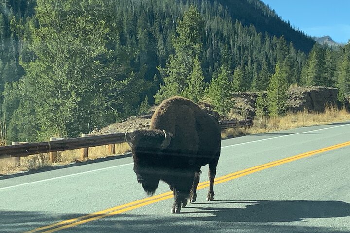 Grand Loop Yellowstone Wildlife And Photo Tour - thumb 1
