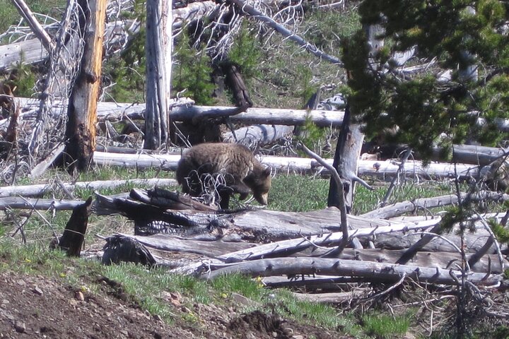 Grand Loop Yellowstone Wildlife And Photo Tour - thumb 3