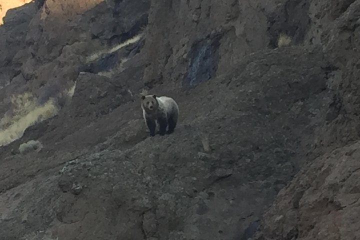 Yellowstoneâ€™s Upper Loop Tour (smaller Group Sizes For Better Tour Experience) - thumb 0
