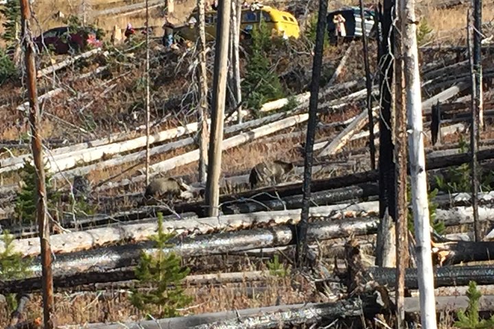 Yellowstoneâ€™s Upper Loop Tour (smaller Group Sizes For Better Tour Experience) - thumb 1