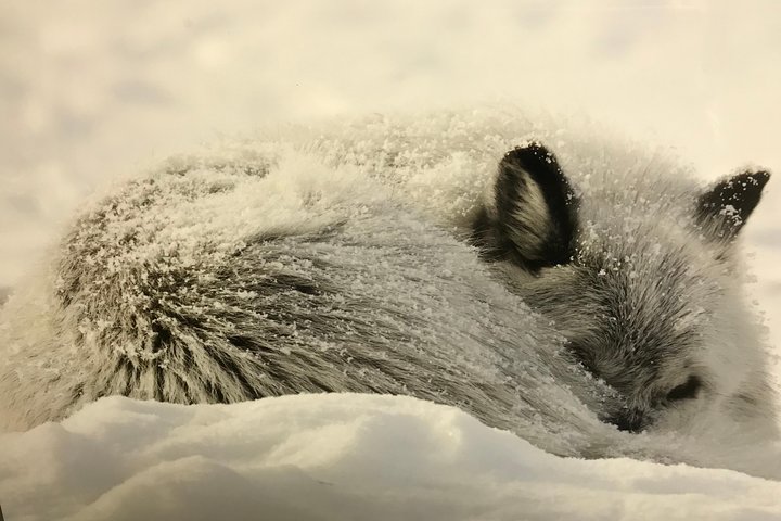 Yellowstoneâ€™s Upper Loop Tour (smaller Group Sizes For Better Tour Experience) - thumb 2