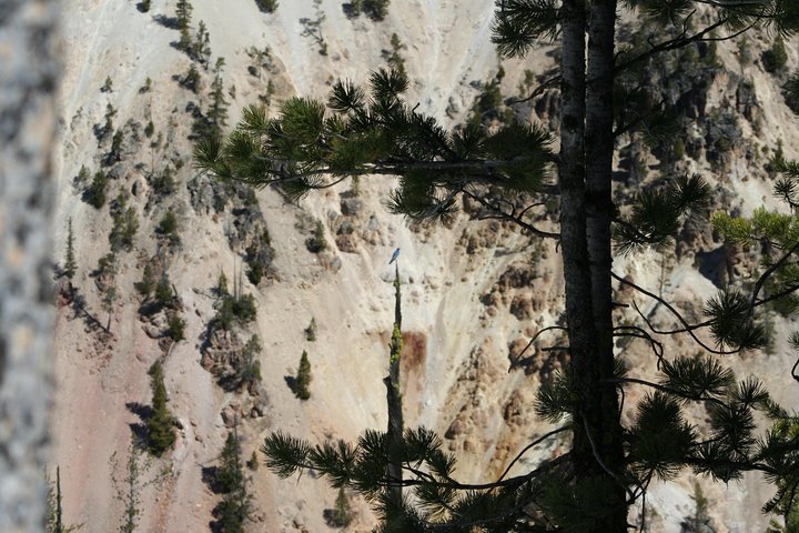 Yellowstoneâ€™s Upper Loop Tour (smaller Group Sizes For Better Tour Experience) - thumb 3
