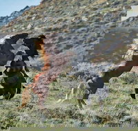 Red Canyon Mustang Tour 830am. - Accommodation Dallas