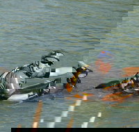 Red Canyon River Trips 9am. - Accommodation Dallas