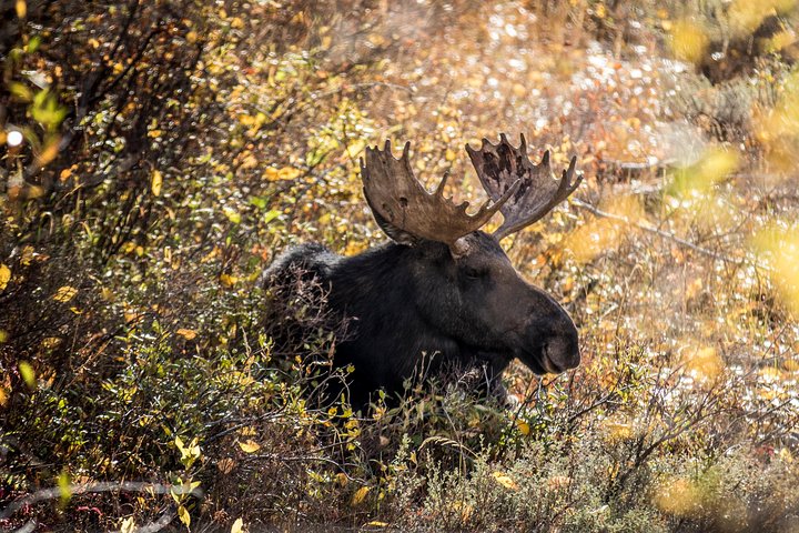 Scenic Sunrise Tour Of Grand Teton National Park - thumb 1