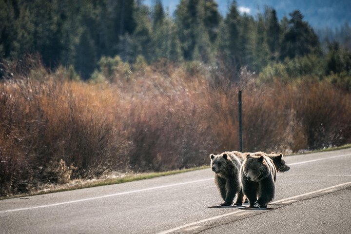 Scenic Sunrise Tour Of Grand Teton National Park - thumb 4