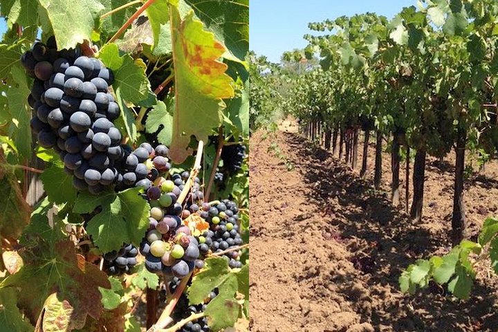 Private Wine Tasting Tour From Santa Ynez, Solvang Or Buellton! - thumb 0